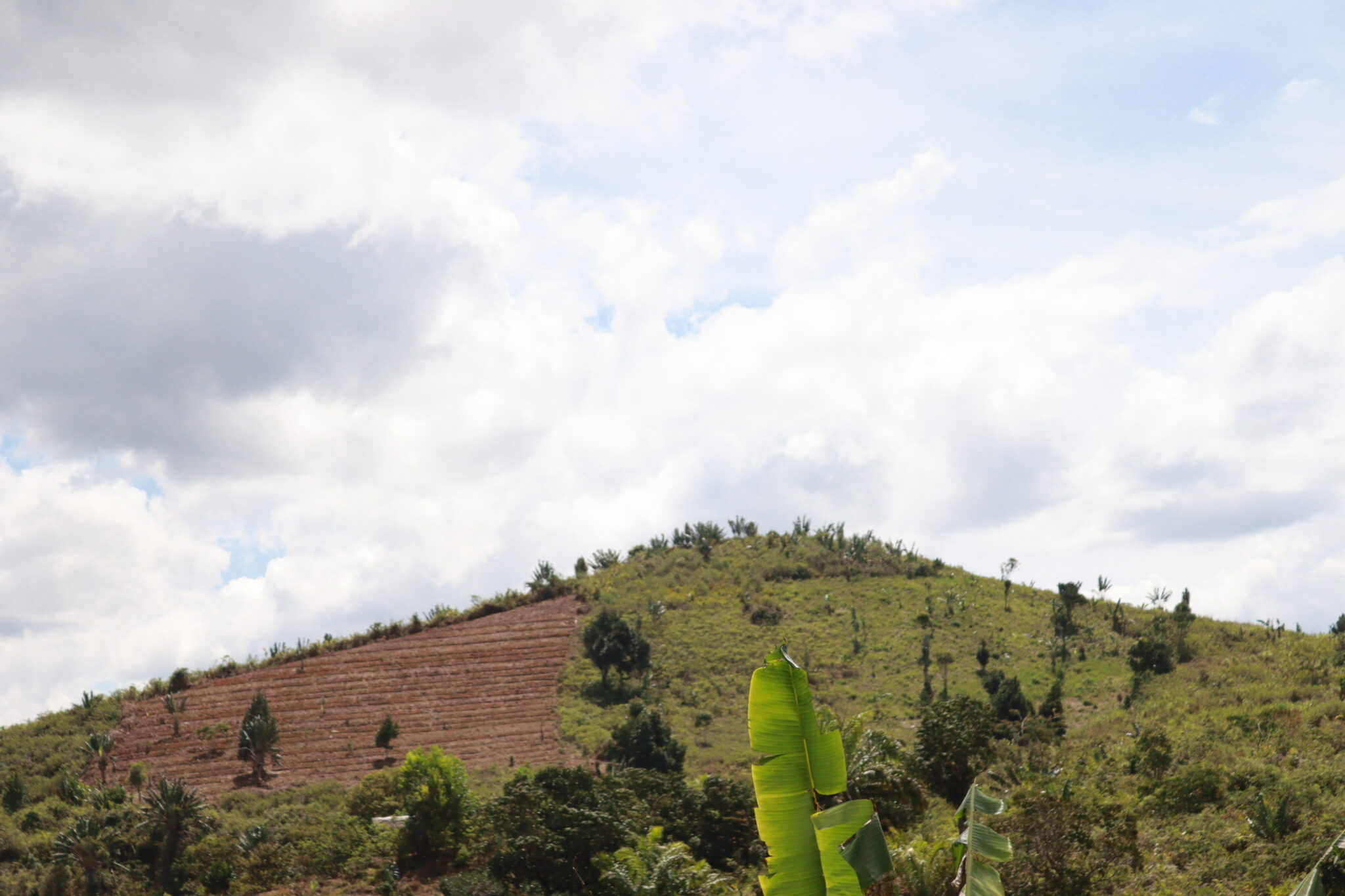 Portée par l’engagement des jeunes de YoungProgress , une nouvelle approche de culture durable redonne vie aux collines.
